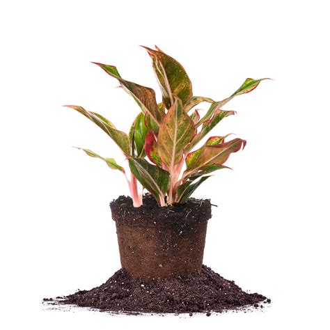Buy Red Chinese Evergreen Aglaonema 'Siam Aurora' | Perfect Plants