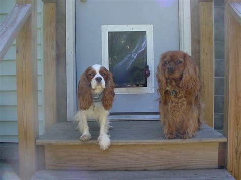 7dog door & 3 dogs | Charleen2006 | Flickr