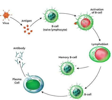 ALC Absolute Lymphocyte Count Calculator