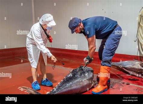 Image result for Fish processing Fish Canning Process