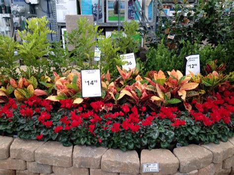 Image result for Lowe's Flower Garden