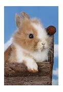 Image result for Mama and Baby Bunny