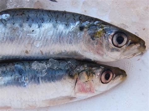 Fish Benefits : পাতে মাছ থাকলে ৫ বছর বাড়ে আয়ু, বলছে গবেষণা