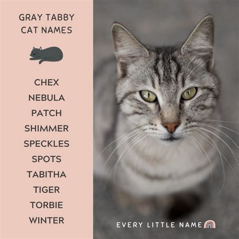 320+ Gray Cat Names (Funny and Purr-fectly Adorable) - Every Little Name
