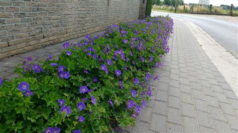 Geranium Landscaping Ideas