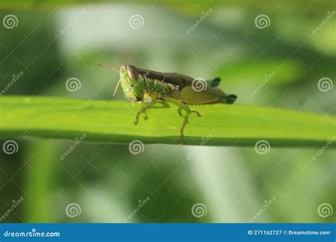 Grasshopper stock image. Image of flower, arthropod - 271162727