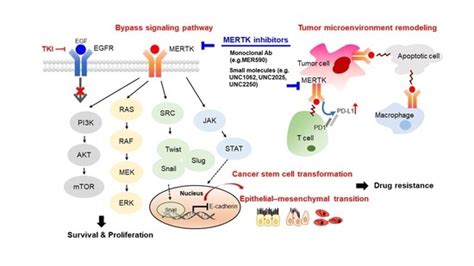 MERTK Inhibition: Potential as a Treatment Strategy in EGFR Tyrosine ...
