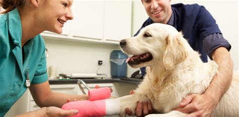 How to Select the Right Veterinarian? – Petsworld