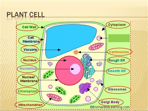 Image result for Cell Phone Structures Grade 7