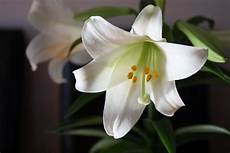 significato fiori giglio significato giglio significato fiori giglio linguaggio significato fiori giglio significato giglio significato fiori giglio linguaggio