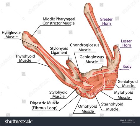 Origins Insertions Muscles Hyoid Bone Names Stock Illustration 1022242291