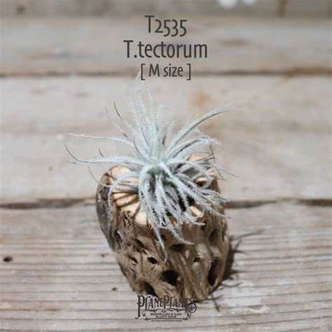 【送料無料】テクトラム M〔エアプランツ〕現品発送T2535 | plane plants