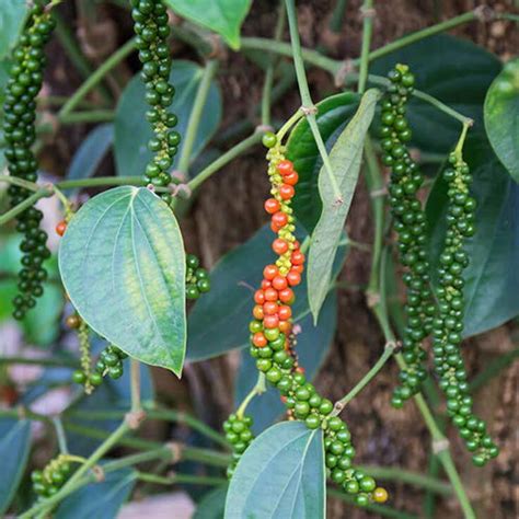 Trothic Gardens Dwarf Bush Black Pepper Spice Plant (Piper Nigrum) 1 ...