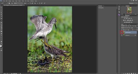 Image result for Using Adobe Photoshop