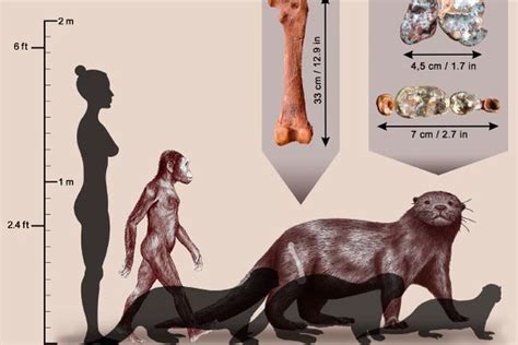 Australopithecus Sounds 的图像结果