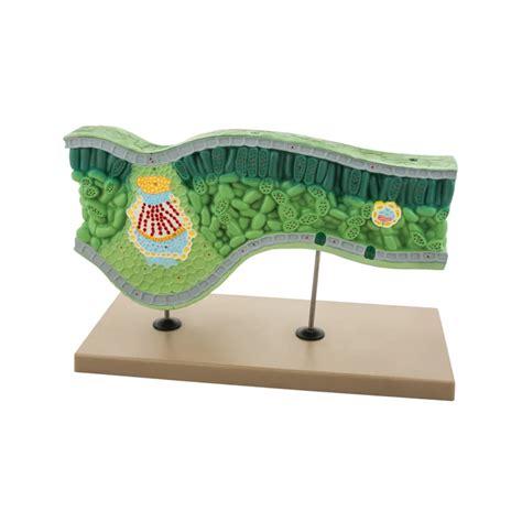 Buy Leaf Structure Model – 3D Cross-Section for Botany and Biology Lab