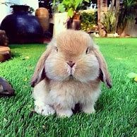 Image result for Sunny Bunnies Baby