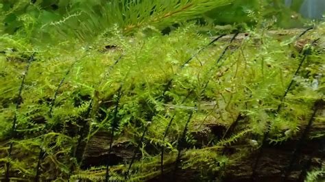 How Tall Do Java Moss Grow 的图像结果