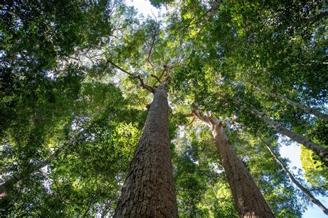 For the trees: A quest to protect Australia’s forests - Blog