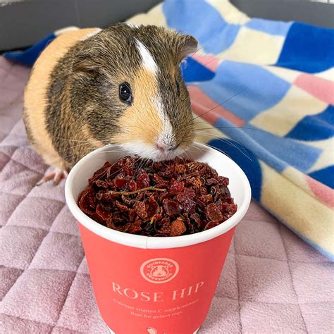 GuineaDad Rose Hip - Organic Guinea Pig Herbal Treats