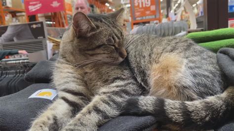 Are Dogs Allowed In Home Depot Stores