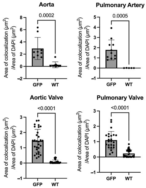 Characterization of Green Fluorescent Protein in Heart Valves of a ...
