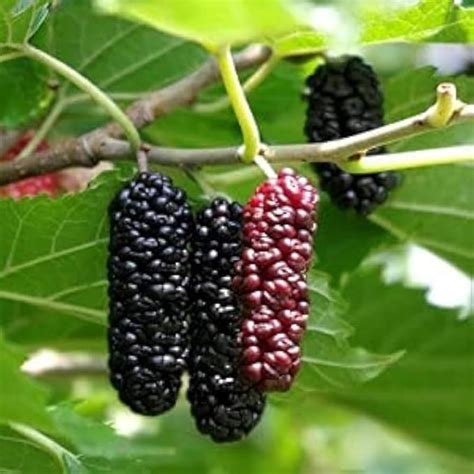 Dwarf Mulberry Tree Everbearing Morus Nigra (Air Layered) 1 Hybrid Live ...