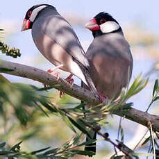 Padda de Java Breeding 的图像结果