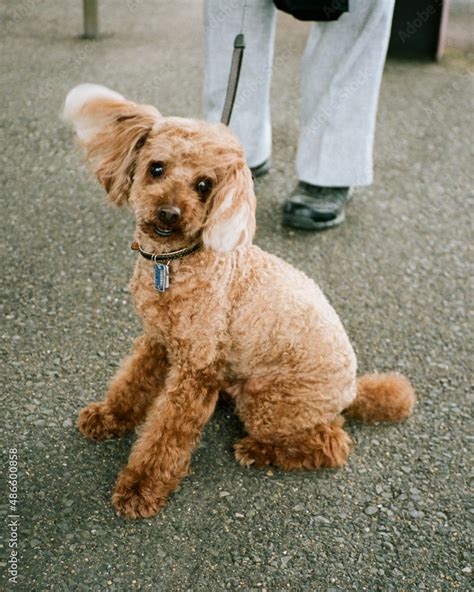Image result for Golden Cockapoo
