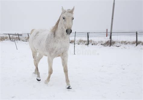 Horse stock image. Image of pony, food, winter, together - 28961653