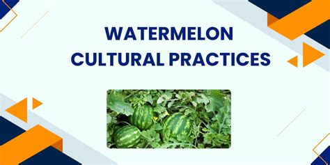 WATERMELON CULTURAL PRACTICES – Khethari