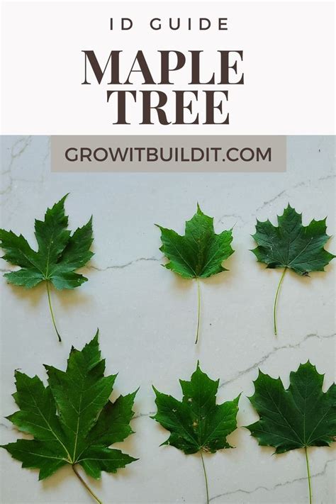 Image result for Red Maple Tree Identification