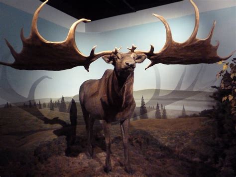 Prehistoric Mammals - Giant Deer » International Wildlife Museum ... | Irish elk, Prehistoric ...