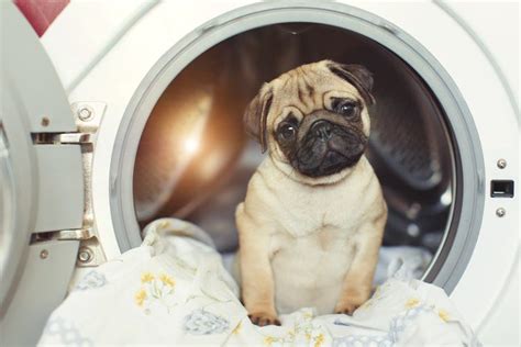 Best Way to Clean Dog Beds and Remove Hair | Vanish IN