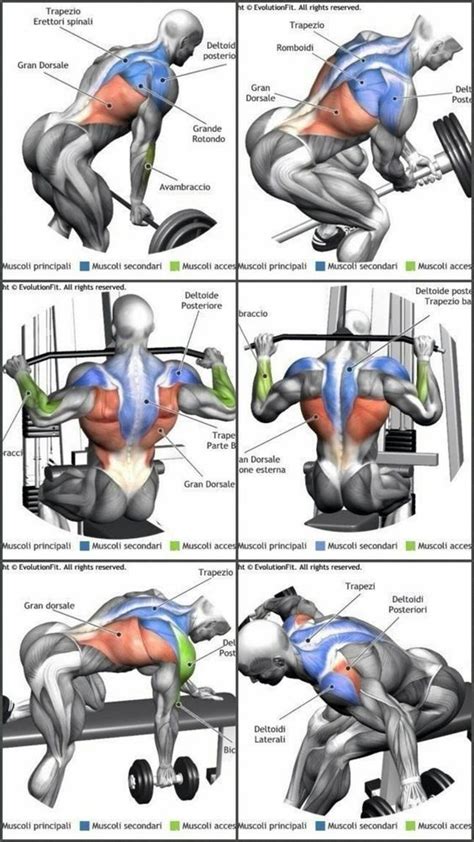 How to Exercise Lower Back Muscles 的图像结果