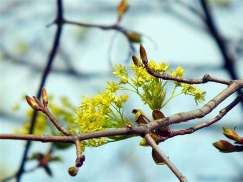 spring, nature, branch - wallpaper #111191 (2000x1500px) on Wallls.com