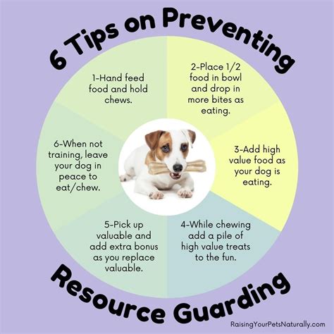 Preventing Resource Guarding-The Dog Food Bowl | Dog behavior problems ...