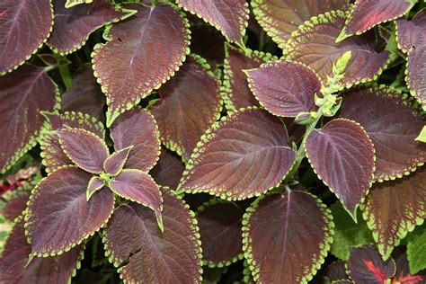 Coleus | Foliage Plant, Ornamental & Perennial | Britannica