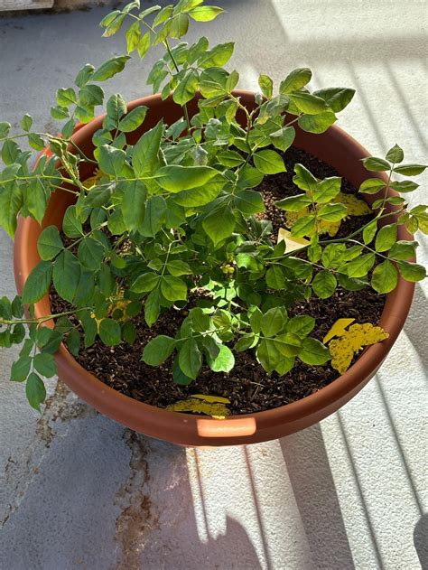 Fungus gnats in potted rose! : r/plants