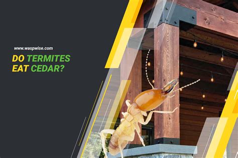 Do Termites Eat Cedar? Understanding Cedar as a Wood Choice