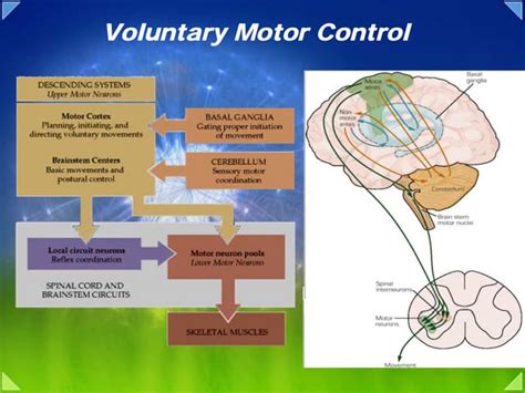 Image result for Upper Motor Neuron Function