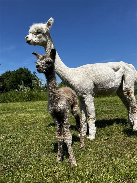 HERZ HQ Tóxica – Herzog-Alpakas