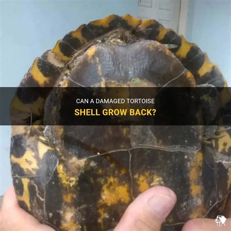 Tortoise Bottom Shell Fell Off 的图像结果