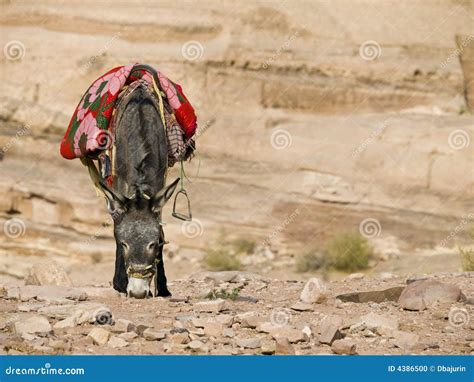 Bedouin donkey stock photo. Image of khazneh, arabic, outdoors - 4386500