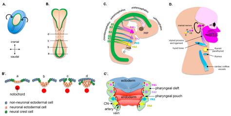 Labial Adhesions In Adults
