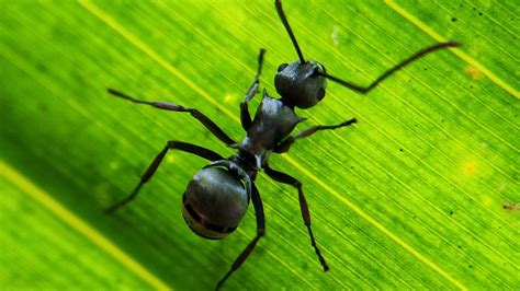 Wallpaper ant, insect, leaf, macro hd, picture, image