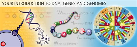 Image result for Human Genome Project Free Science Lessons