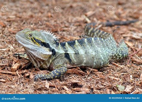 Australian Eastern Water Dragon Stock Photo - Image of looking ...
