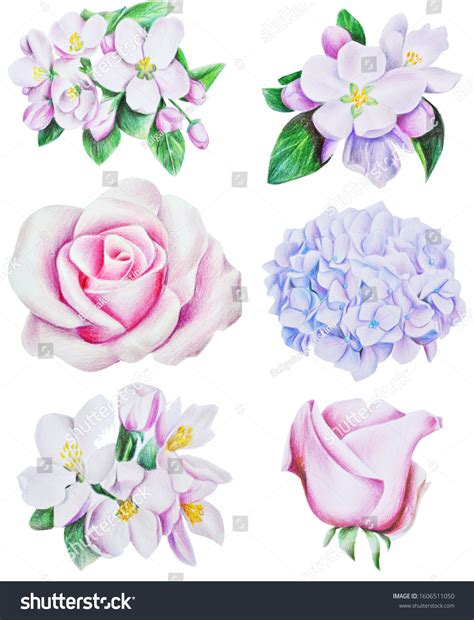 Watercolor Pencil Drawing Tender Spring Flowers Stock Illustration ...