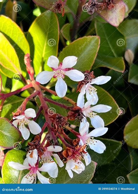 Indian Hawthorn (Rhaphiolepis Indica), Pink Lady, Flowers Stock ...